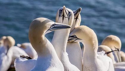 leyu-曼联后防线三人缺阵调整成关键，曼联后卫线