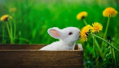 leyu-曼联后防线三人缺阵调整成关键，曼联后卫线